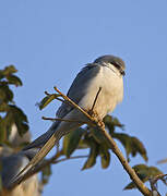 Scissor-tailed Kite