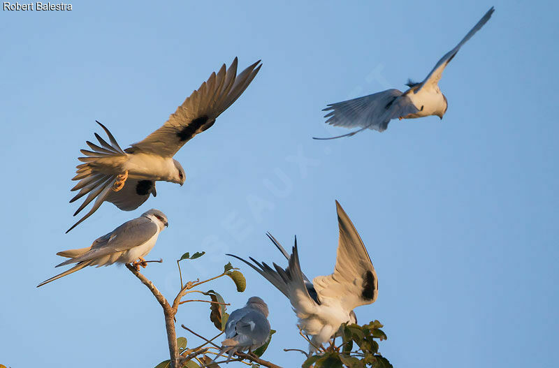 Scissor-tailed Kite