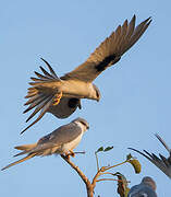 Scissor-tailed Kite