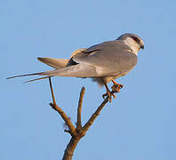 Scissor-tailed Kite