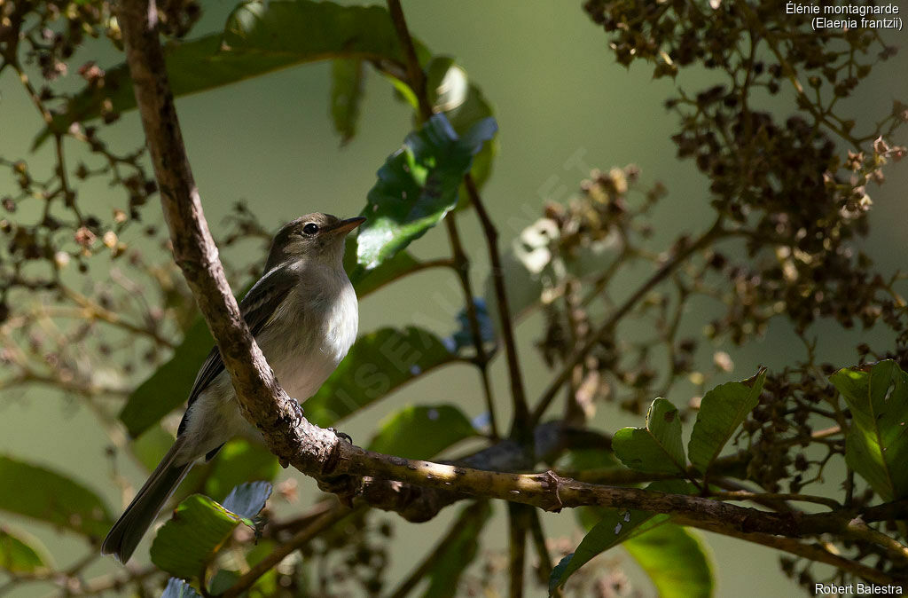 Mountain Elaenia