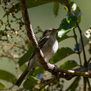 Mountain Elaenia