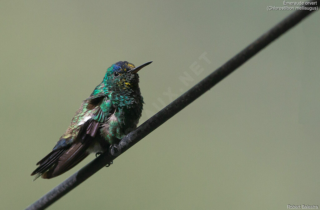 Blue-tailed Emerald