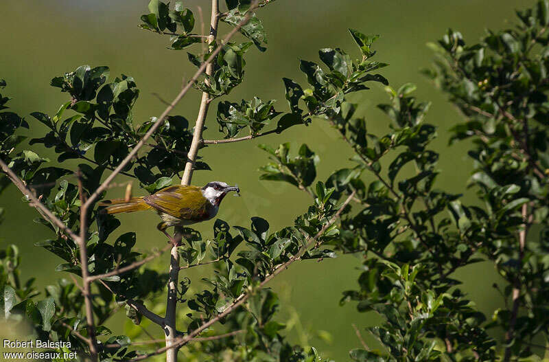 Grey-capped Warbleradult, habitat, feeding habits, fishing/hunting