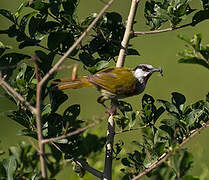 Grey-capped Warbler