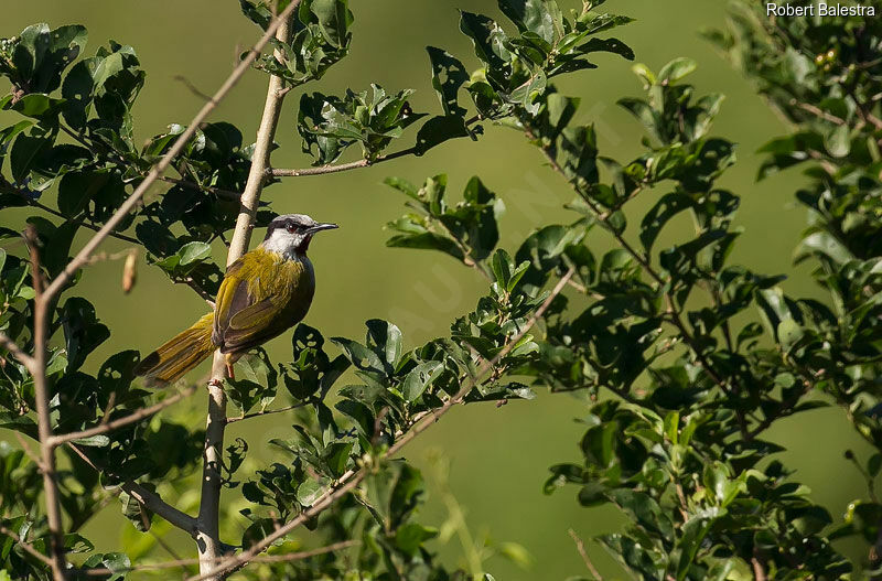 Grey-capped Warbler