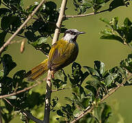 Grey-capped Warbler