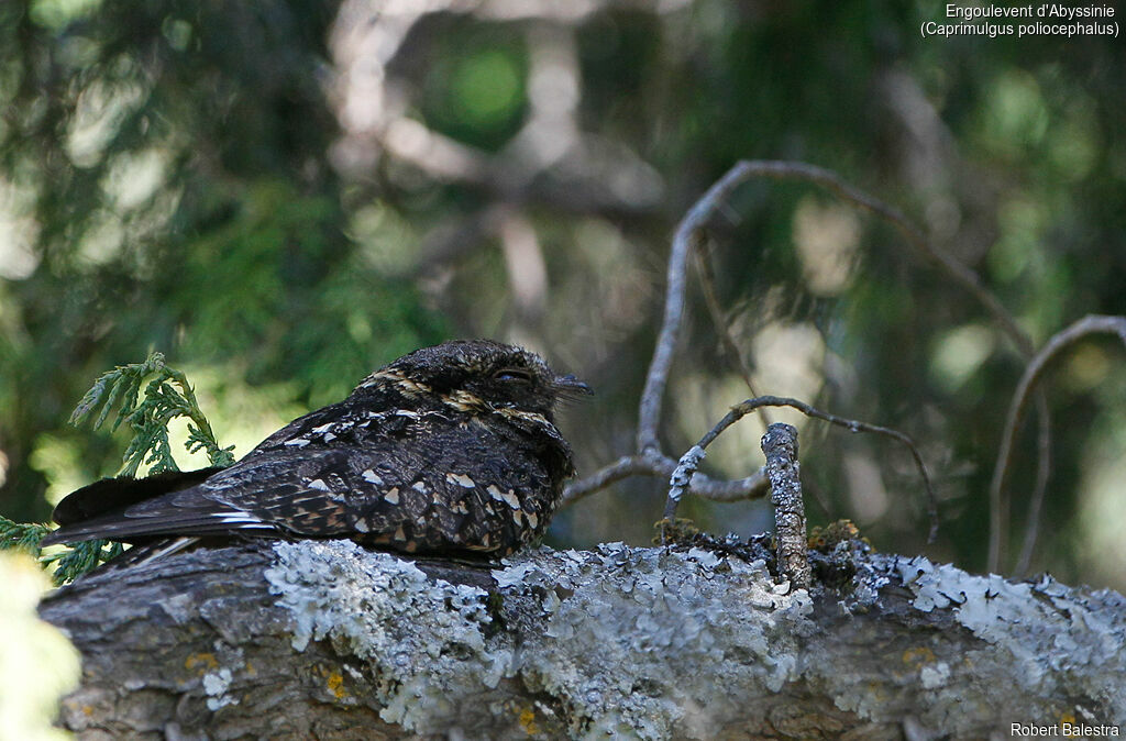 Montane Nightjar