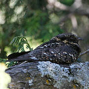 Montane Nightjar