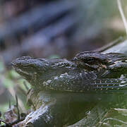 European Nightjar