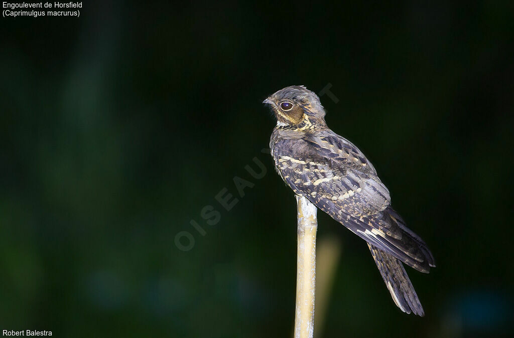 Large-tailed Nightjar