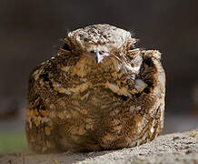 Slender-tailed Nightjar