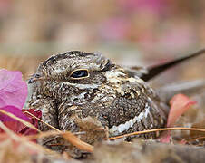 Slender-tailed Nightjar