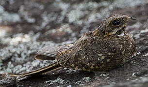 Slender-tailed Nightjar