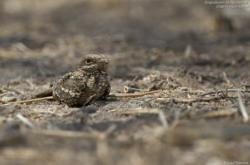 Slender-tailed Nightjar