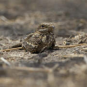 Slender-tailed Nightjar