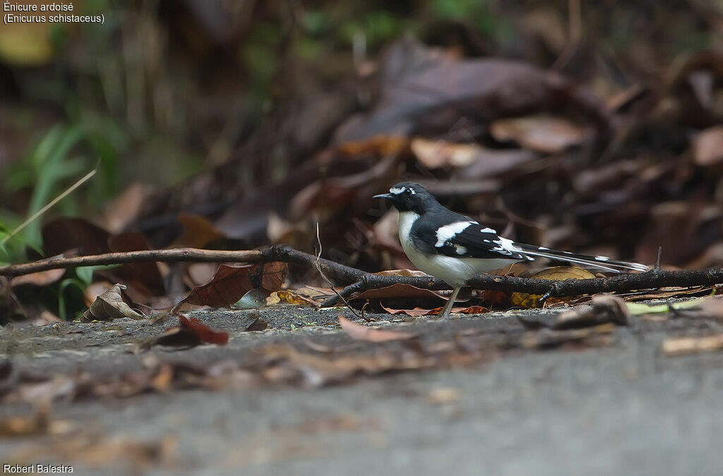 Slaty-backed Forktail