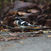 Slaty-backed Forktail