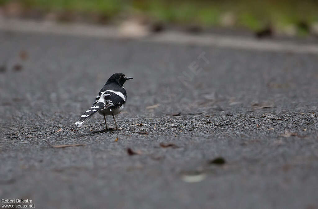 Slaty-backed Forktailadult