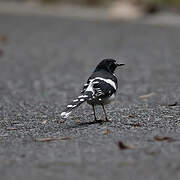 Slaty-backed Forktail