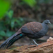 Mountain Peacock-Pheasant