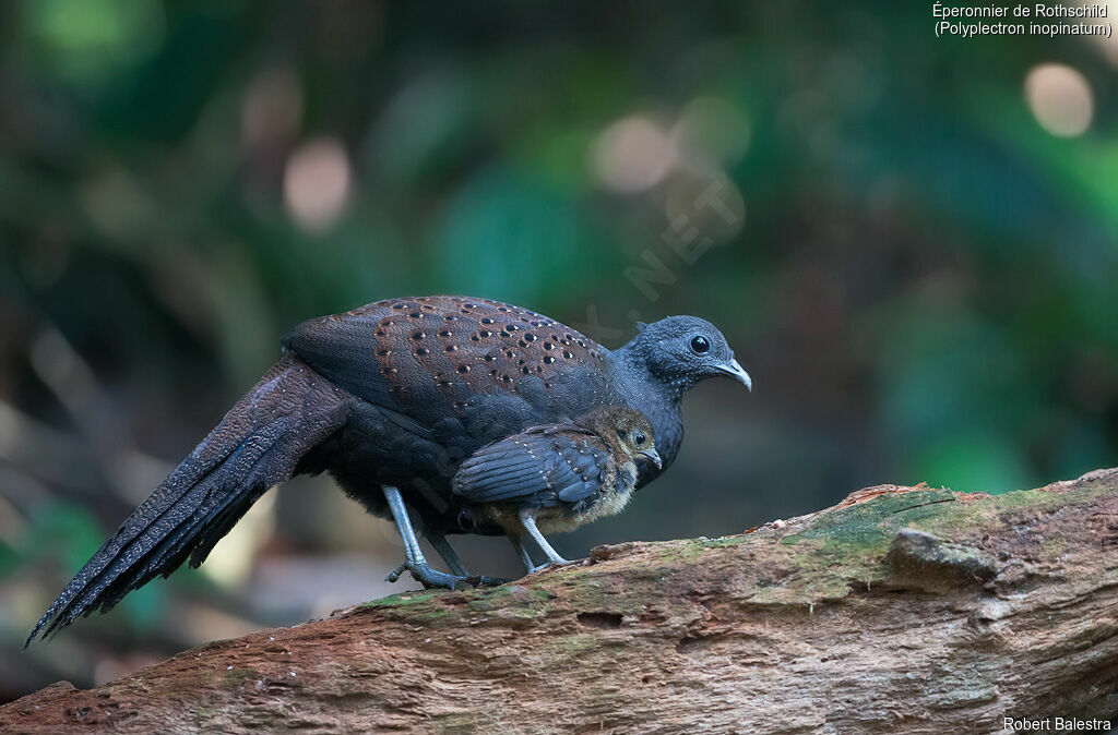 Mountain Peacock-Pheasant