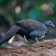 Mountain Peacock-Pheasant