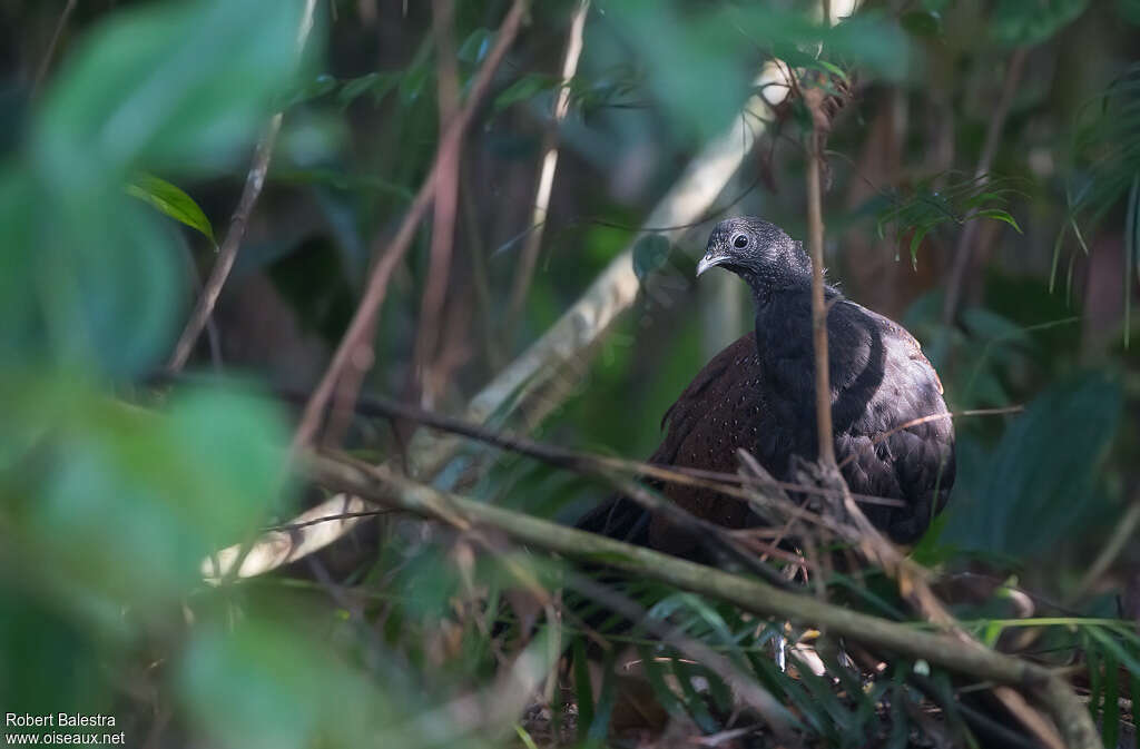 Mountain Peacock-Pheasant, habitat