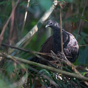 Mountain Peacock-Pheasant