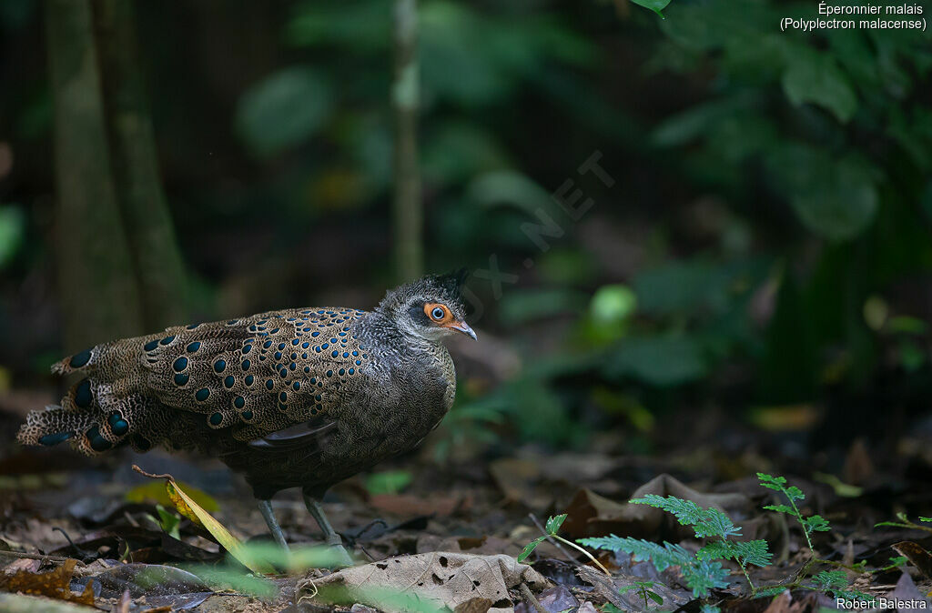 Malayan Peacock-Pheasant