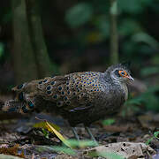 Malayan Peacock-Pheasant