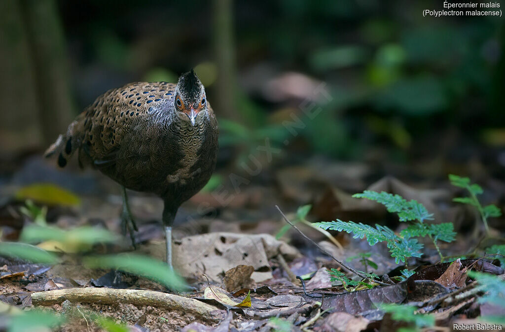 Malayan Peacock-Pheasant