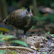 Malayan Peacock-Pheasant