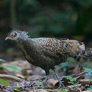 Malayan Peacock-Pheasant