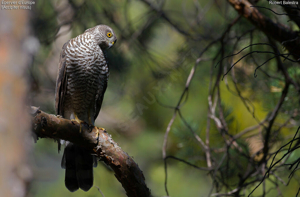 Eurasian Sparrowhawk