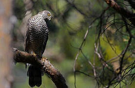 Eurasian Sparrowhawk