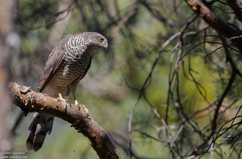 Eurasian Sparrowhawk female adult, identification