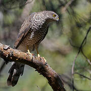 Eurasian Sparrowhawk