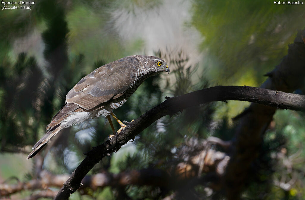 Eurasian Sparrowhawk