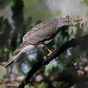 Eurasian Sparrowhawk