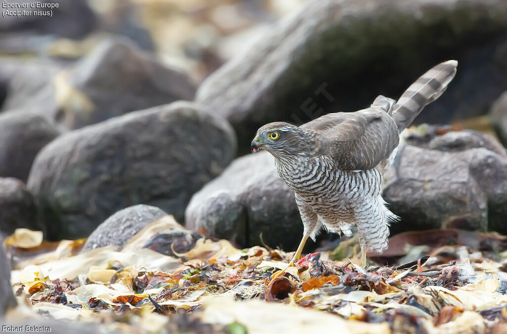 Eurasian Sparrowhawk