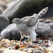 Eurasian Sparrowhawk