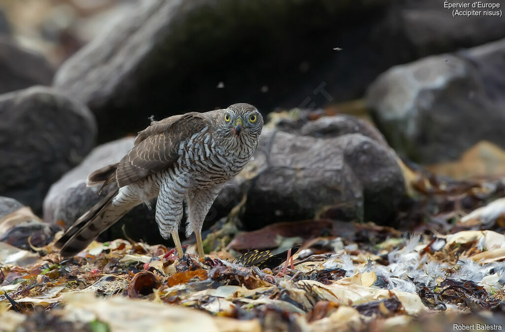 Eurasian Sparrowhawk