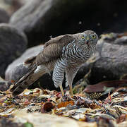 Eurasian Sparrowhawk