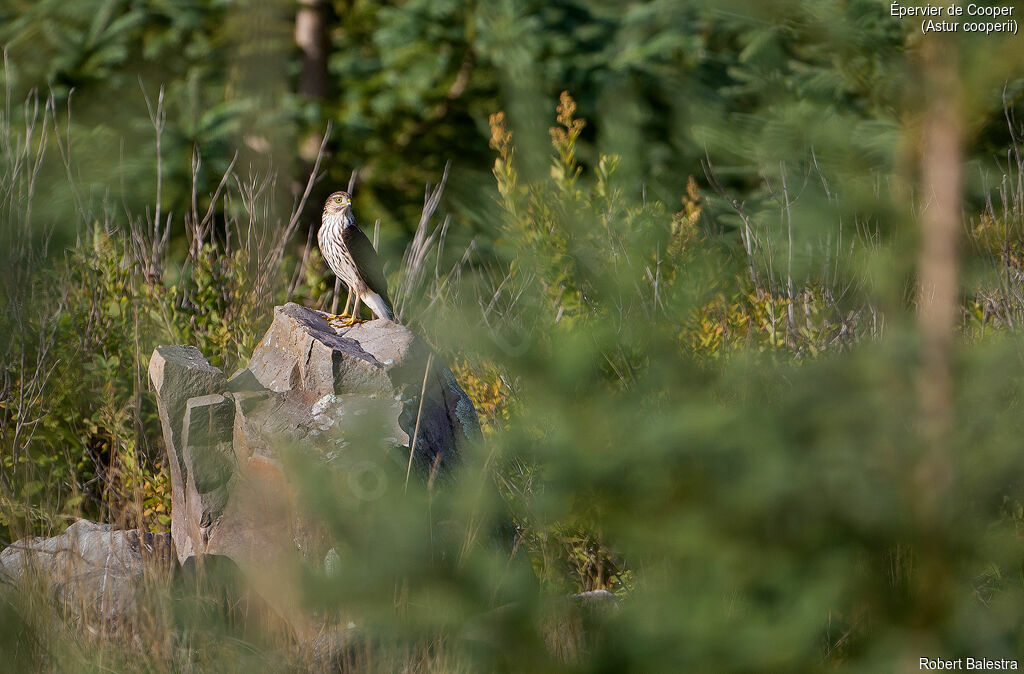 Cooper's Hawk