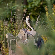 Cooper's Hawk