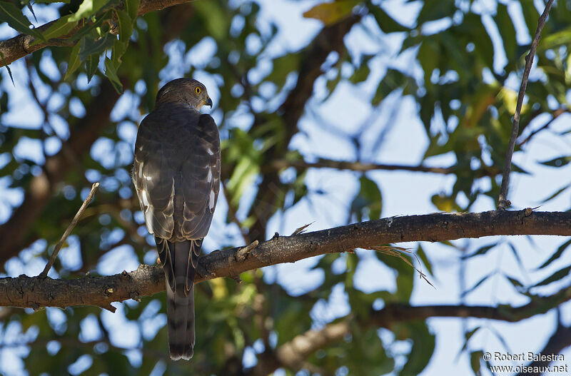 Shikra