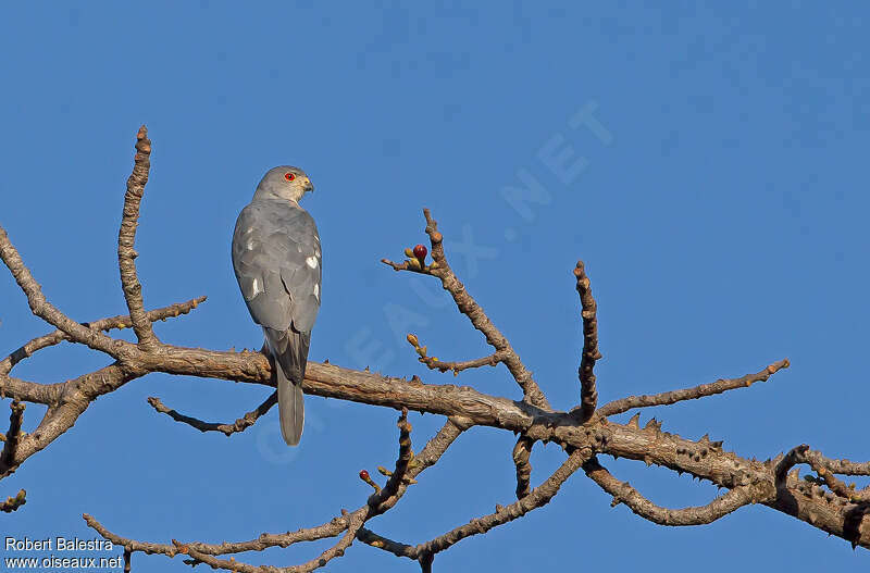 Shikra male adult, pigmentation