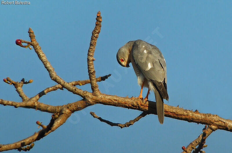 Shikra