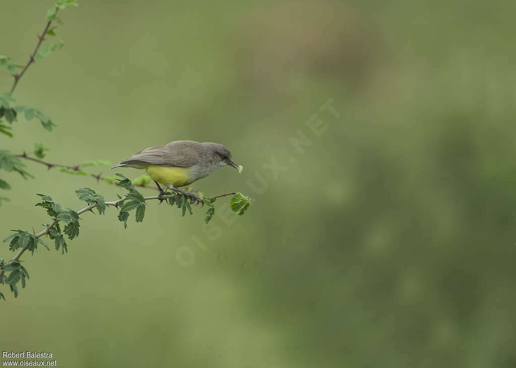 Yellow-bellied Eremomelaadult